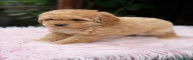 Caniche Toy 3