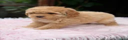 Caniche Toy perros en venta: Caniche Toy Apricot  - Anuncio 12
