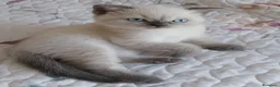 Británico de Pelo Corto gatos en venta: Brirish Blue Point  - Anuncio 3