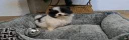Pomerania perros en venta: Cachorrito Lulu de Pomerania Mini  - Anuncio 3