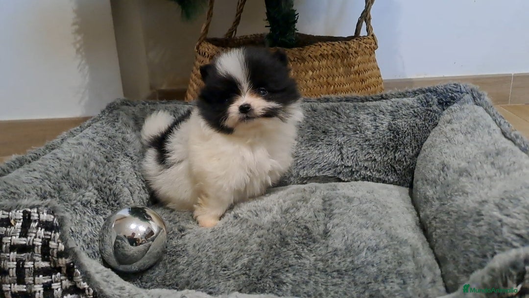 Pomerania perros en venta: Cachorrito Lulu de Pomerania Mini  - Anuncio 3