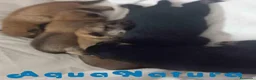 Shiba Inu perros en venta: Camada SHIBA INU de Mar y Simbad - AQUANATURA - Anuncio 4