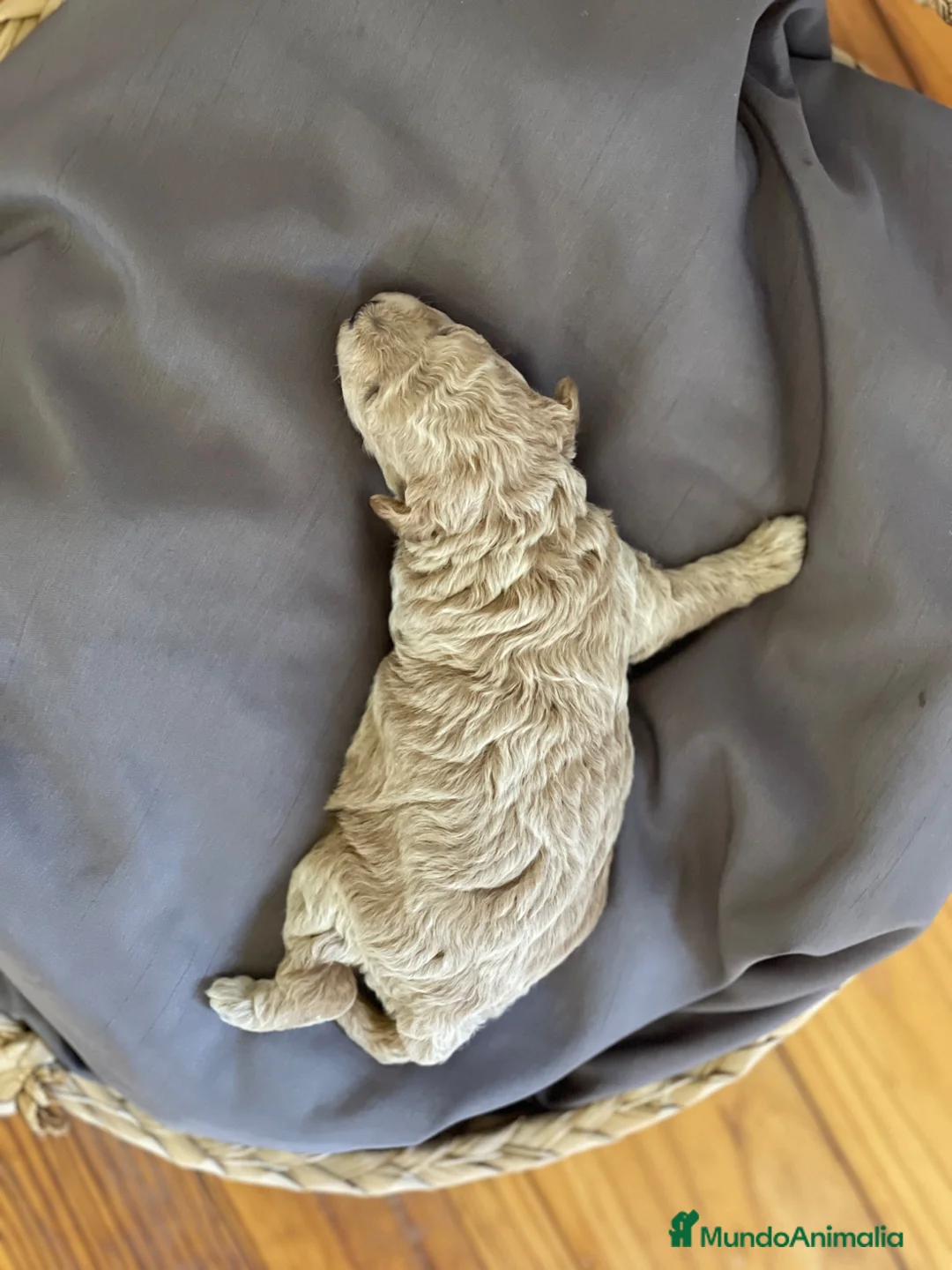 Caniche Toy perros en venta: Caniche toy Crema - Anuncio 2