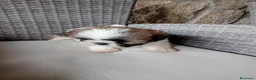 Shih Tzu perros en venta: Cachorros de shih tzu  - Anuncio 2