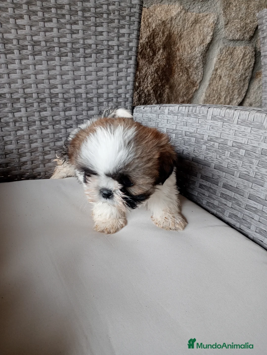 Shih Tzu perros en venta: Cachorros de shih tzu  - Anuncio 2