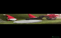 Teckel perros en venta: Teckel  - Anuncio 7