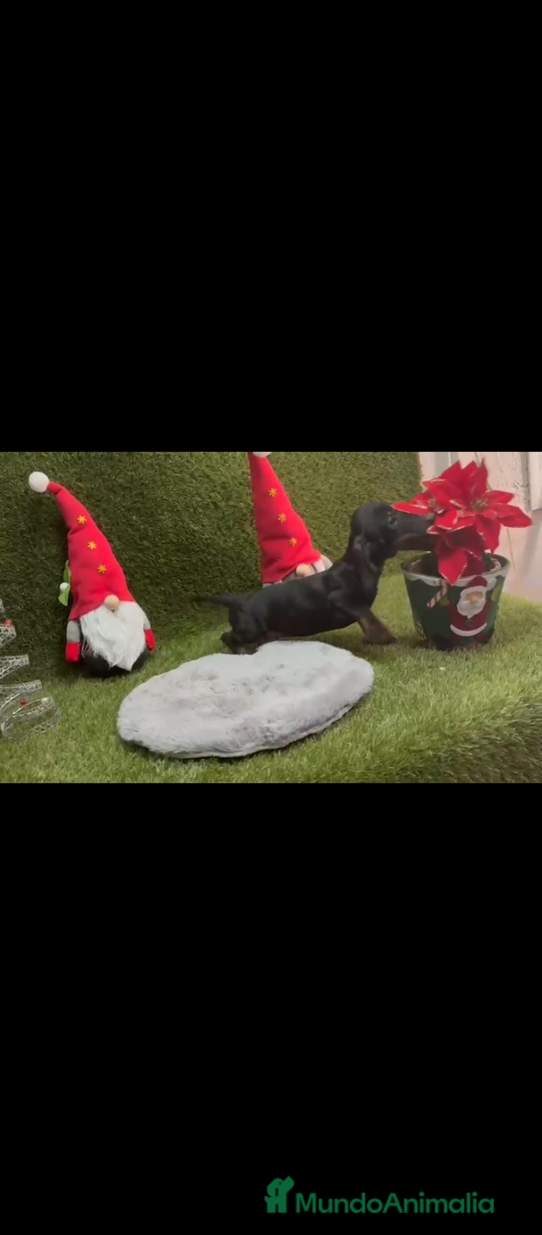 Teckel perros en venta: Teckel  - Anuncio 7