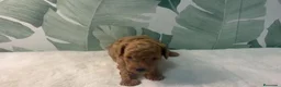 Caniche Toy perros en venta: CANICHE TOY - Anuncio 1