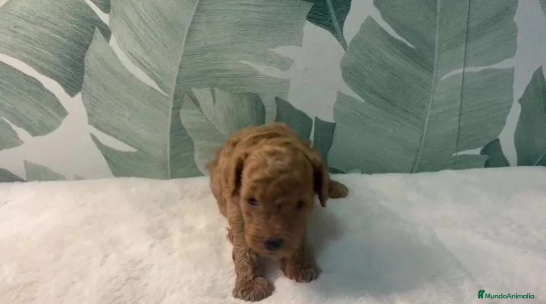 Caniche Toy perros en venta: CANICHE TOY - Anuncio 1