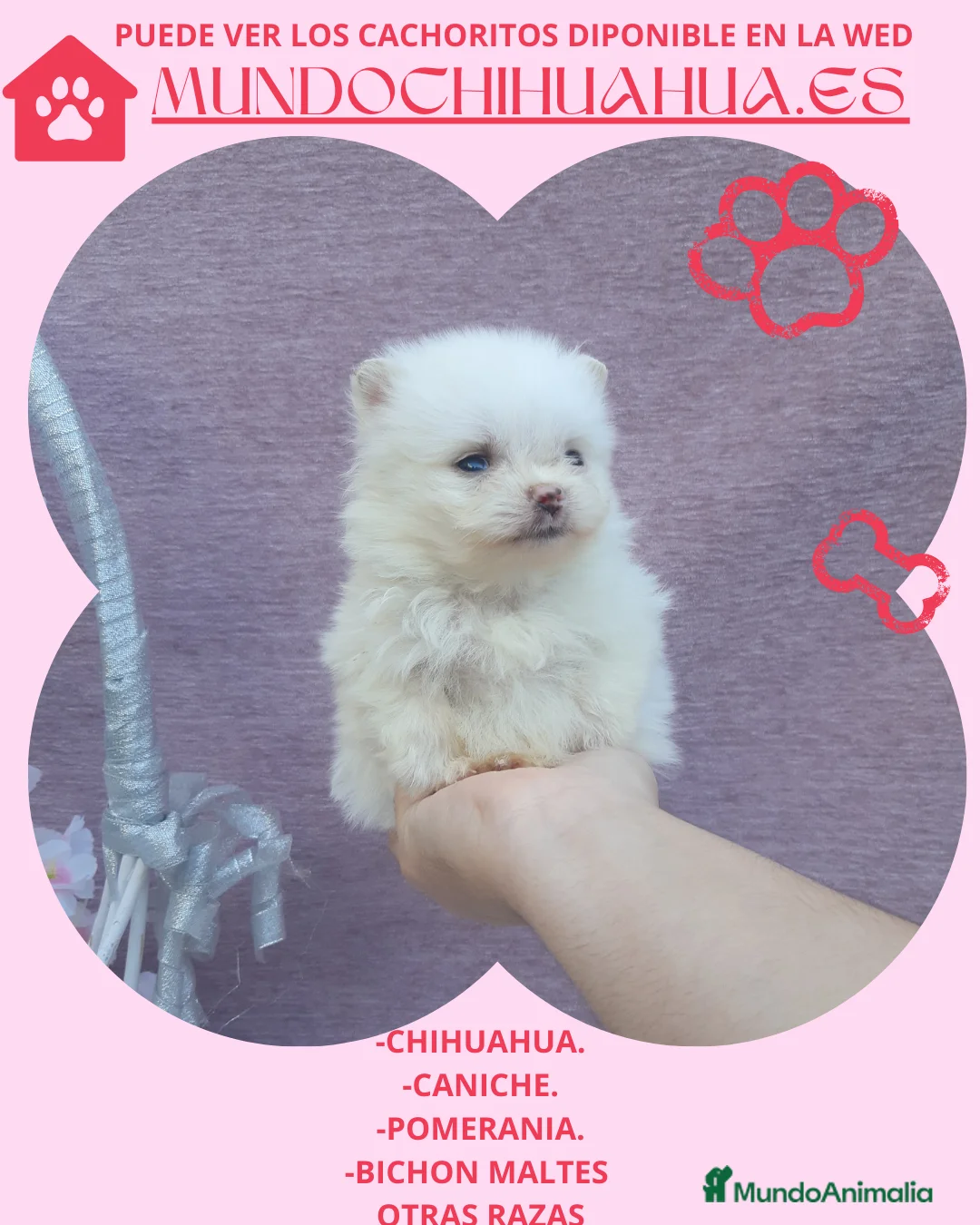 Pomerania perros en venta: preciosos pomeranias blancos  - Anuncio 5