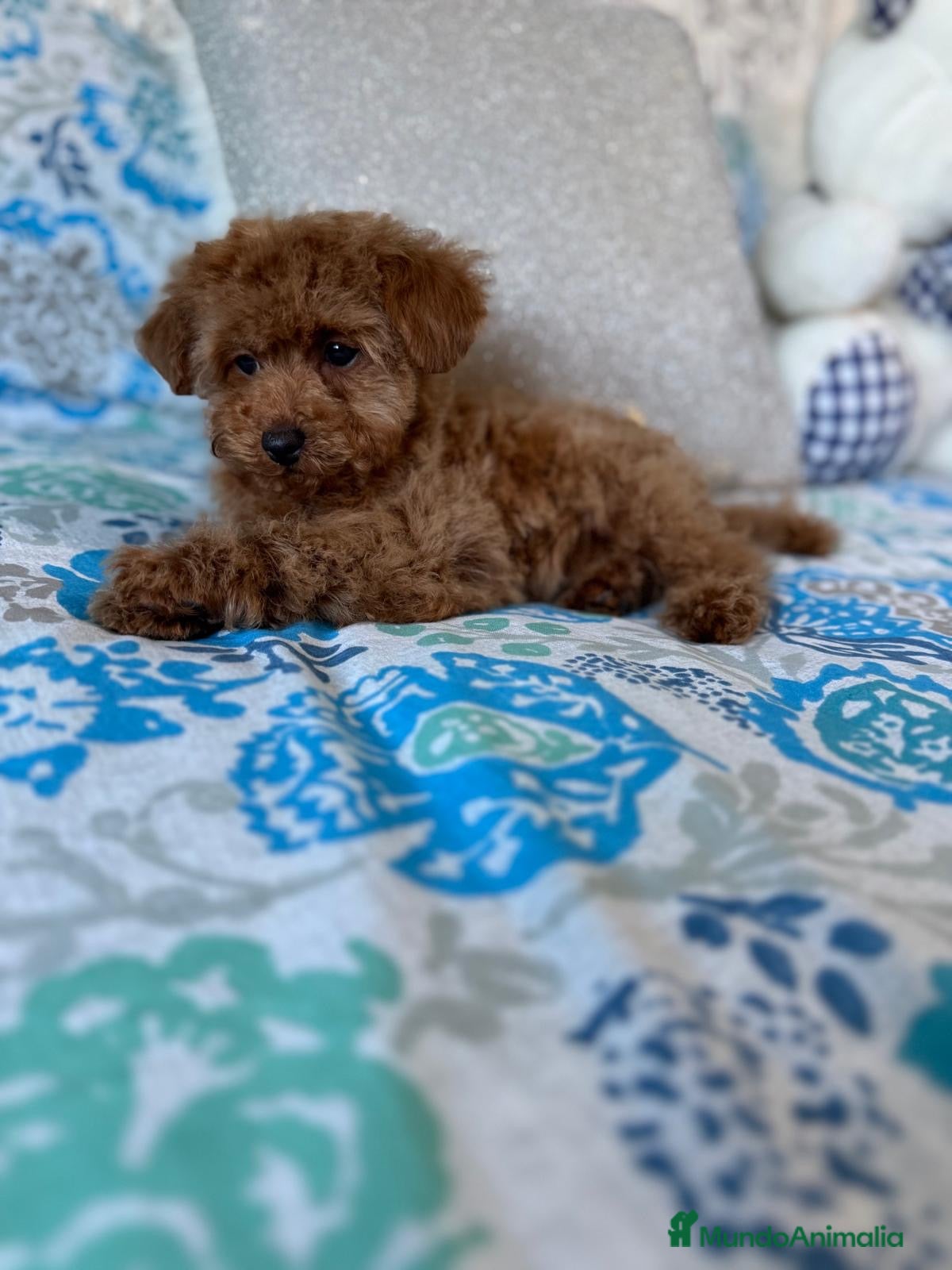 Caniche Toy perros Caniche toy con toda la vacunación!! - Anuncio 1