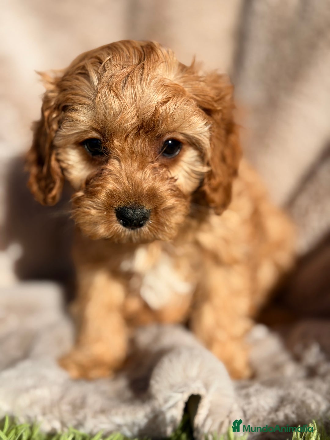 Cavapoo perros en venta: Cavapoo Apricot  - Anuncio 3
