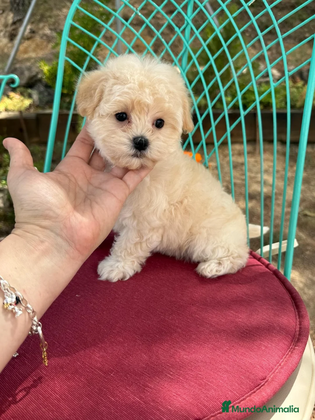 Maltipoo perros en venta: Maltipoo Hembra Toy fotos actuales !! - Anuncio 2