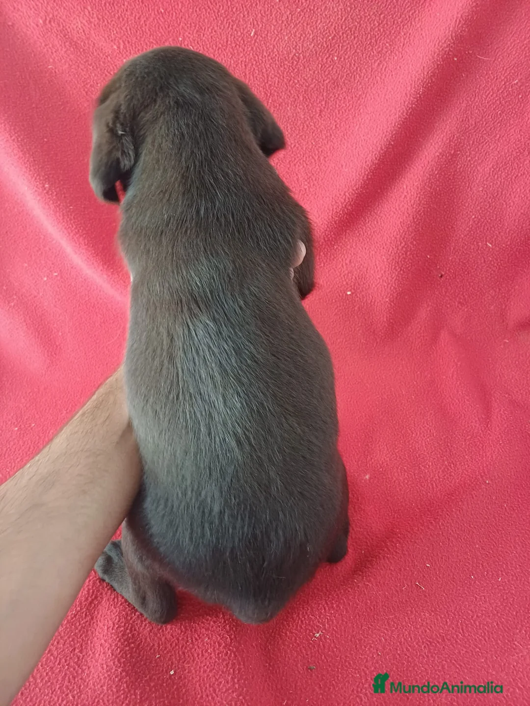 Labrador Retriever perros en venta: Labrador Retriever Chocolate  - Anuncio 3