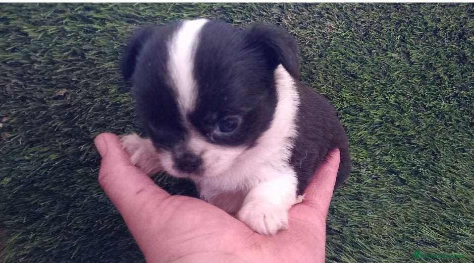 Chihuahua perros Chihuhua hembra  - Anuncio 1