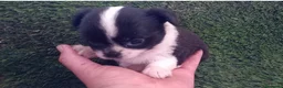 Chihuahua perros en venta: Chihuhua hembra  - Anuncio 1