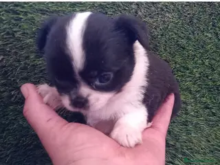 Chihuahua perros Chihuhua hembra - Anuncio 2