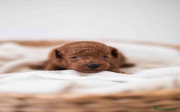 Caniche Toy perros en venta: Caniche toy macho rojo - Imagen 2