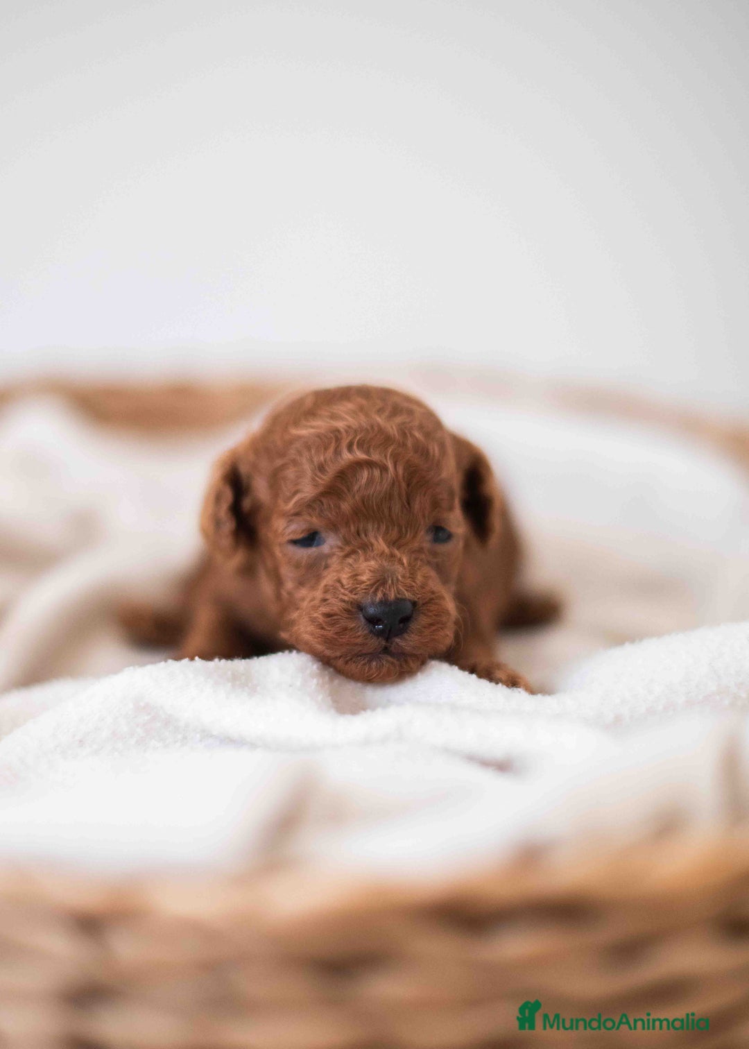 Caniche Toy perros en venta: Caniche toy macho rojo - Imagen 2