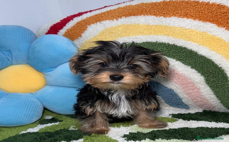 Yorkshire Terrier perros - Anuncio 4