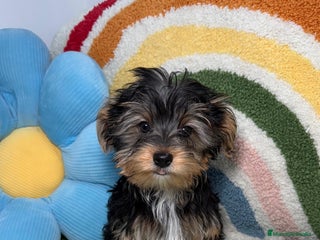Yorkshire Terrier perros - Anuncio 1