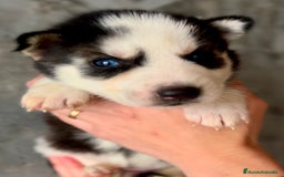 Husky Siberiano perros en venta: Husky de ojos azules  en Barcelona - Imagen 6