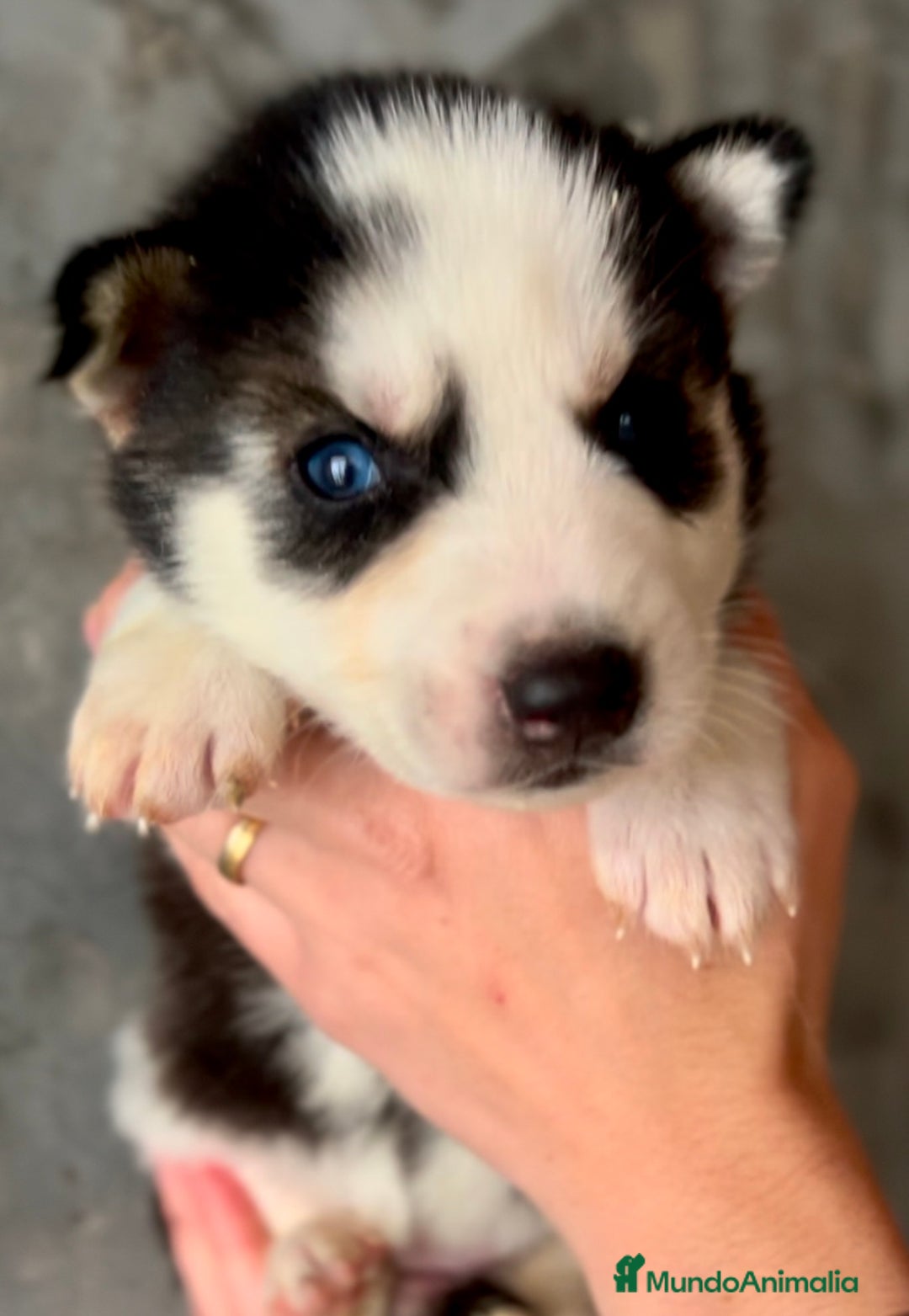 Husky Siberiano perros en venta: Husky de ojos azules  en Barcelona - Imagen 6