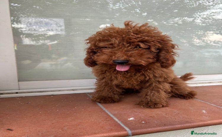 Caniche Toy perros - Anuncio 1