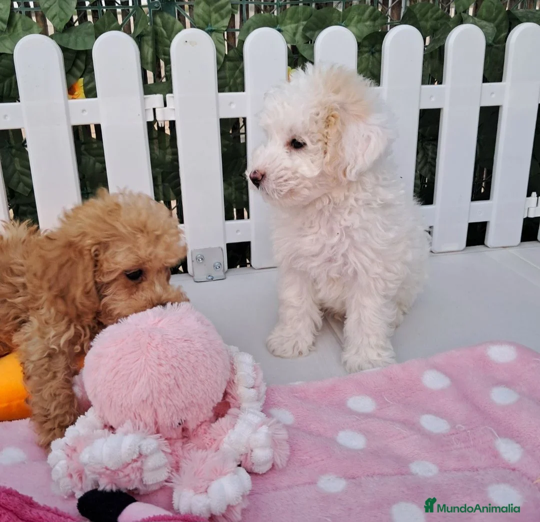 Caniche Toy perros en venta: Bebés Caniches Toy Machos  - Anuncio 2