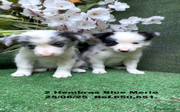 Border Collie perros en venta: BORDER COLLIE hembras Blue Merle - Imagen 13