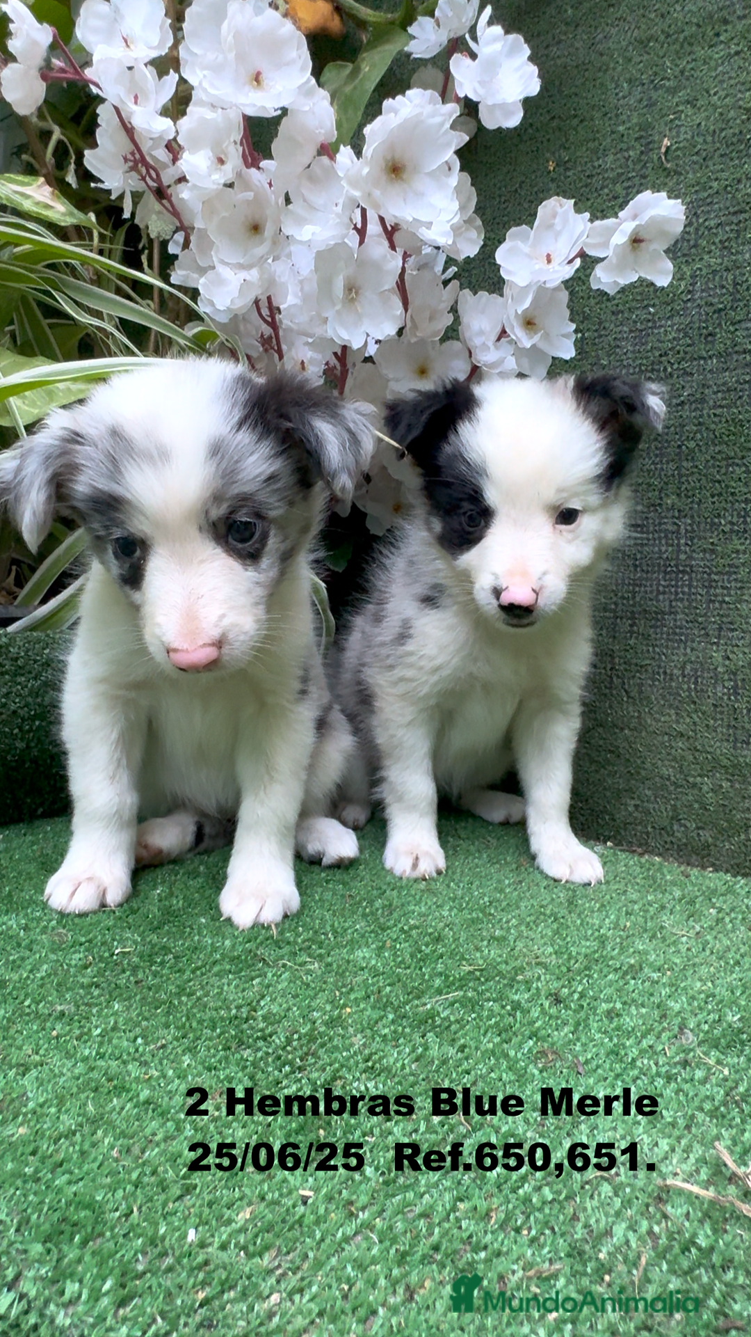 Border Collie perros en venta: BORDER COLLIE hembras Blue Merle - Imagen 13