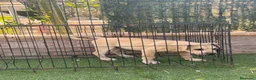 Presa Canario perros en venta: Cachorra presa canario  - Anuncio 3