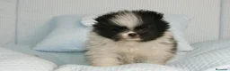 Pomerania perros en venta: CACHORROS DE POMERANIA  - Anuncio 22
