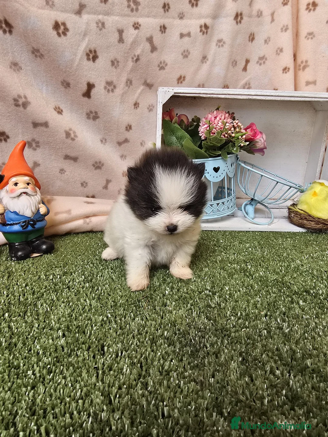 Pomerania perros en venta: POMERANIA - Anuncio 1