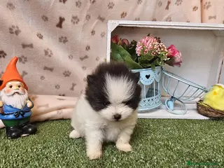 Pomerania perros POMERANIA - Anuncio 5