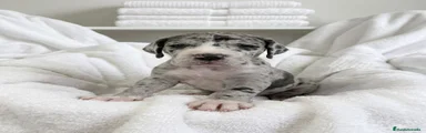Dogo Alemán Cachorro 5