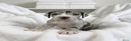 Dogo Alemán perros en venta: Camada de dogo alemán  - Anuncio 3