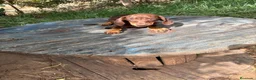 Teckel Miniatura perros en venta: Disponible Teckels de Calidad  - Anuncio 7