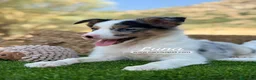 Border Collie perros en venta: BORDER COLLIE MERLE HEMBRA - Anuncio 7