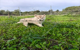 Husky Siberiano perros en venta: Machos Husky siberiano  - Imagen 11
