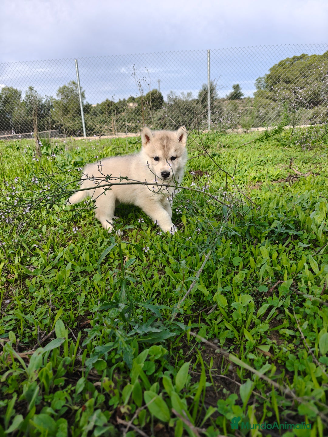Husky Siberiano perros en venta: Machos Husky siberiano  - Imagen 11