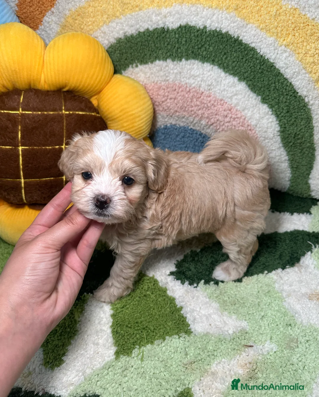 Maltipoo perros en venta: Maltipoo Mini Toy  - Anuncio 2