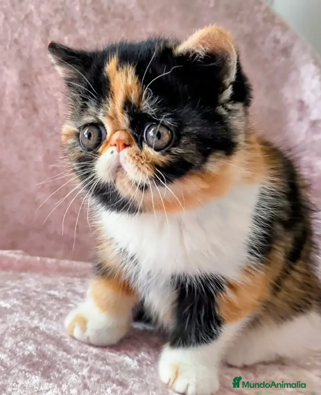 Exótico de Pelo Corto gatos en venta: Exotica  - Anuncio 1