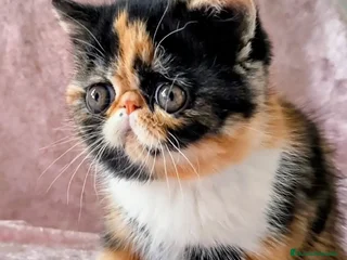 Exótico de Pelo Corto gatos Exotica - Anuncio 8