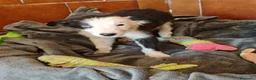 Border Collie perros en adopcion: Preciosos bebes - Anuncio 5