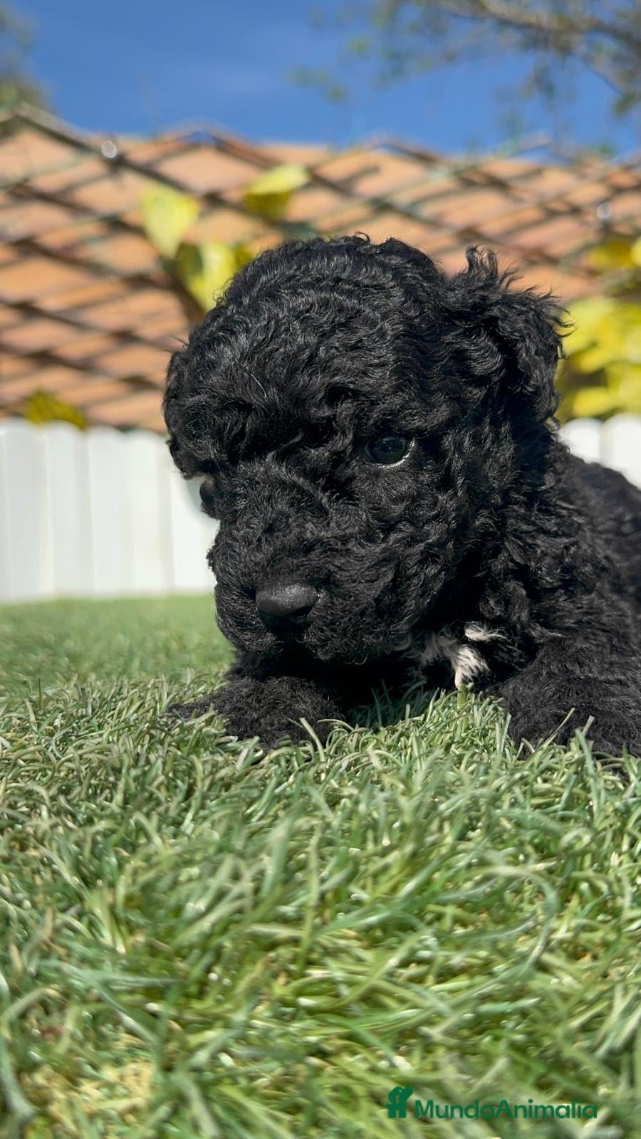 Perro de Agua Español perros PERRO DE AGUA ESPAÑOL - Anuncio 2