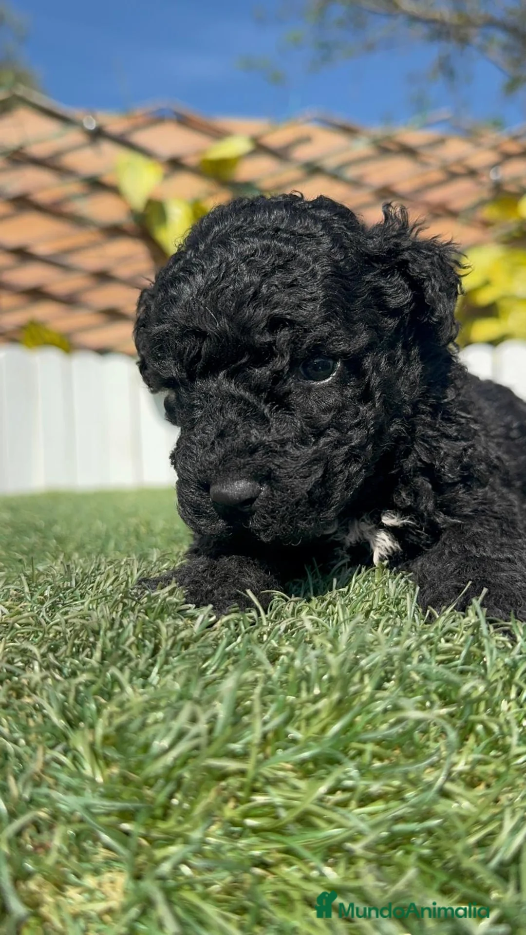 Perro de Agua Español perros en venta: PERRO DE AGUA ESPAÑOL - Anuncio 1