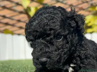 Perro de Agua Español perros PERRO DE AGUA ESPAÑOL - Anuncio 2