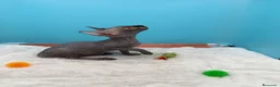 Sphynx gatos en venta: Gatitos Egipcios  - Anuncio 11