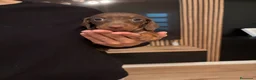 Teckel Miniatura perros en venta: teckel chocolate  - Anuncio 4